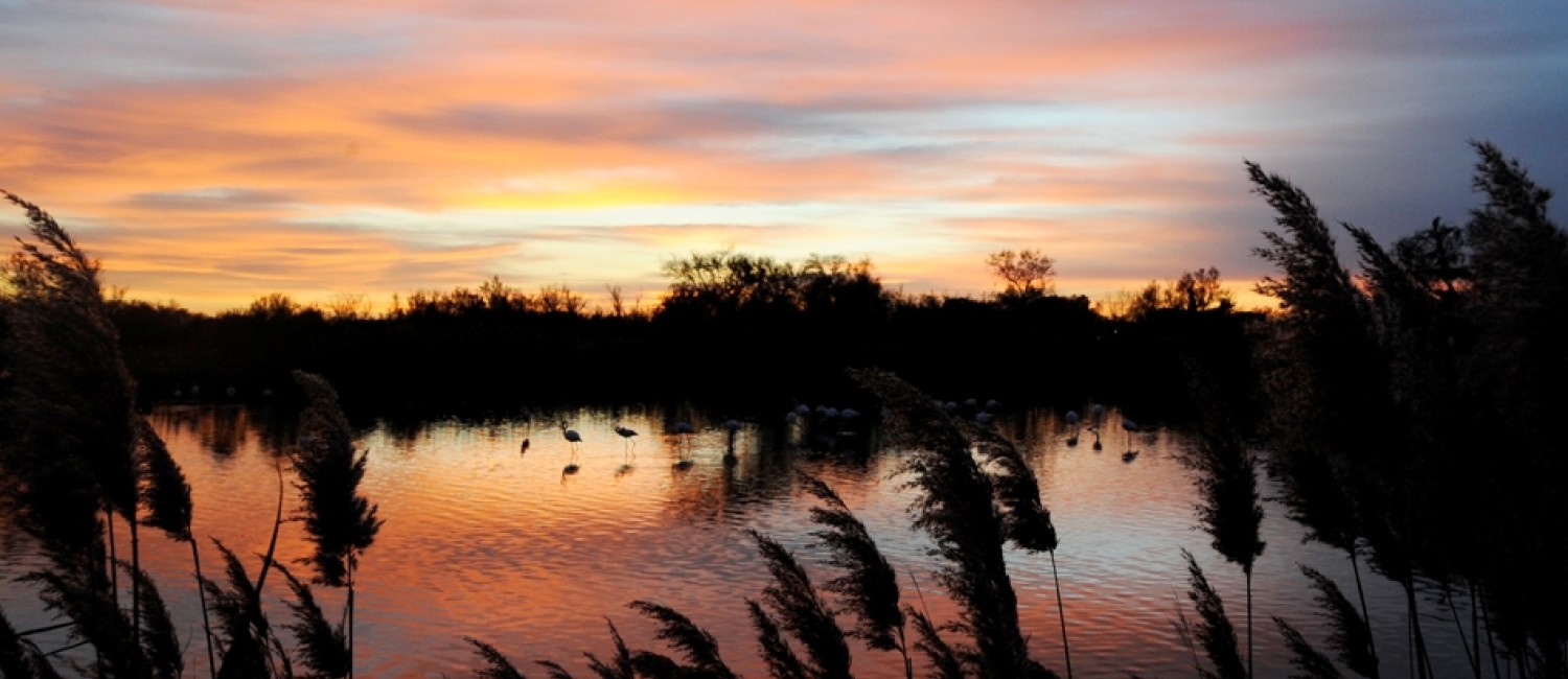 Les flamants roses de la Camargue observé pendant le coucher de soleil