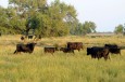 Les taureaux sauvages