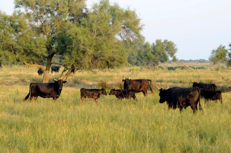 Les taureaux sauvages